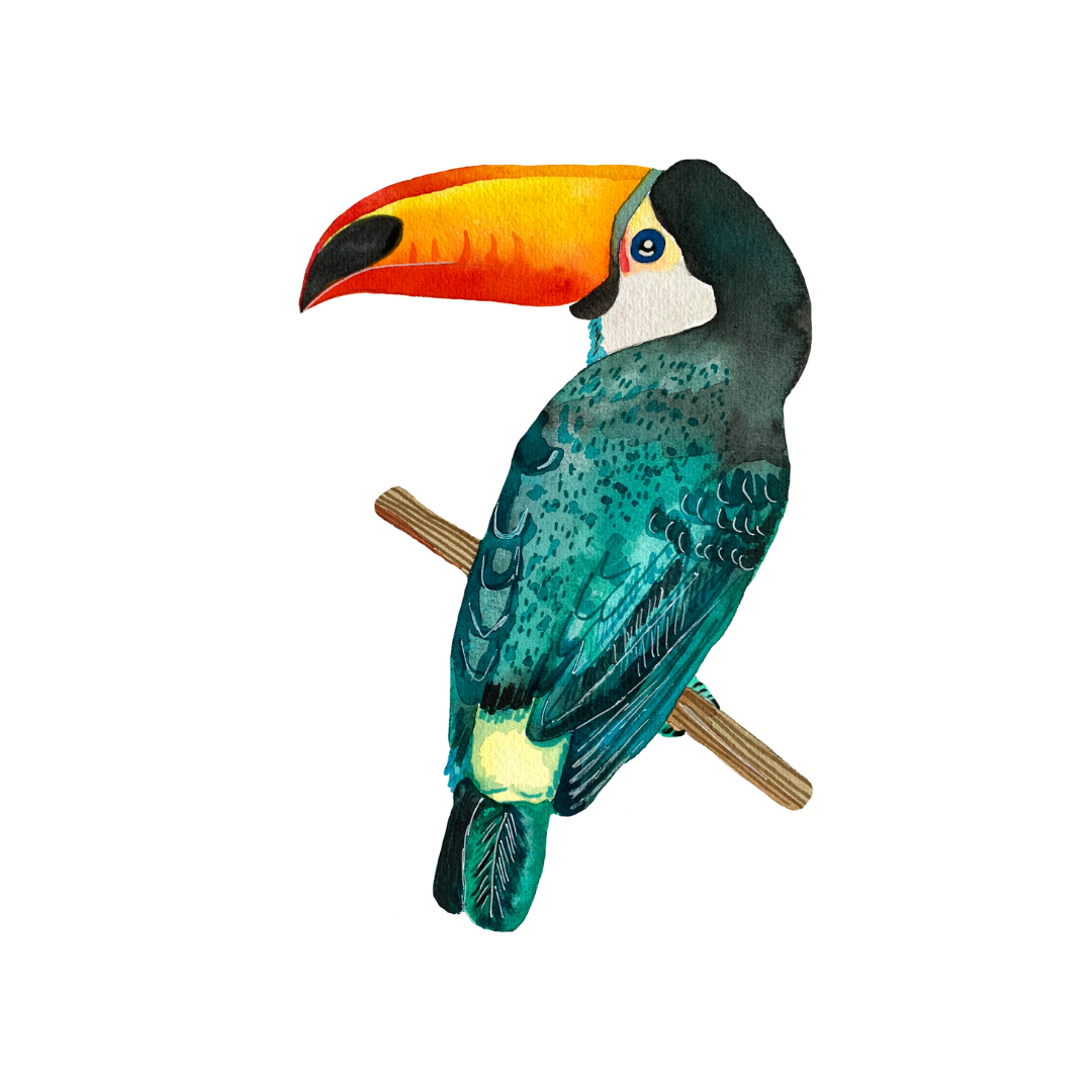 Tucano decorativo